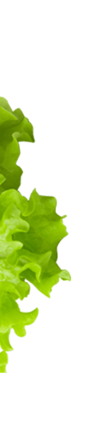 lettuce