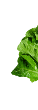 lettuce