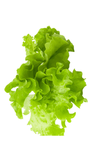 lettuce